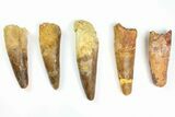Lot: to Bargain Spinosaurus Teeth - Pieces #141594-1